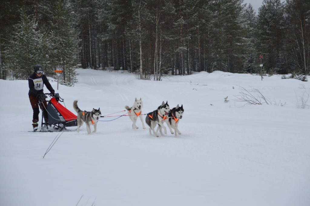 Ett bra förberedande VM var Nordic Open på delvis tunga banor på grund av snöfallet. Foto: Leif Eriksson