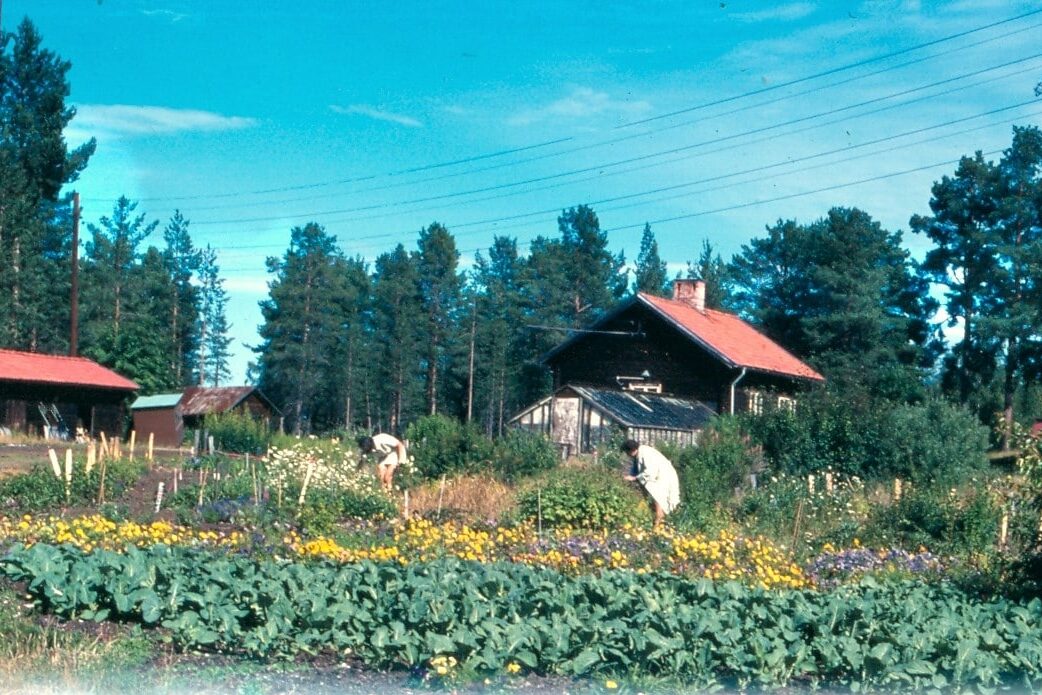Bröderna Perssons handelsträdgård, ett stenkast från gamla Lillhärdalsvägen, blomstrade upp under vår- och sommarsäsongen. Får här besök av två damer som ägnar sig åt självplock i mängden av blommor som omgärdade gården och växthusen. Foto: Gustaf Persson